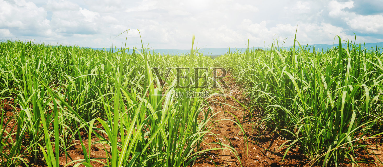 夕阳下田野里的甘蔗照片摄影图片