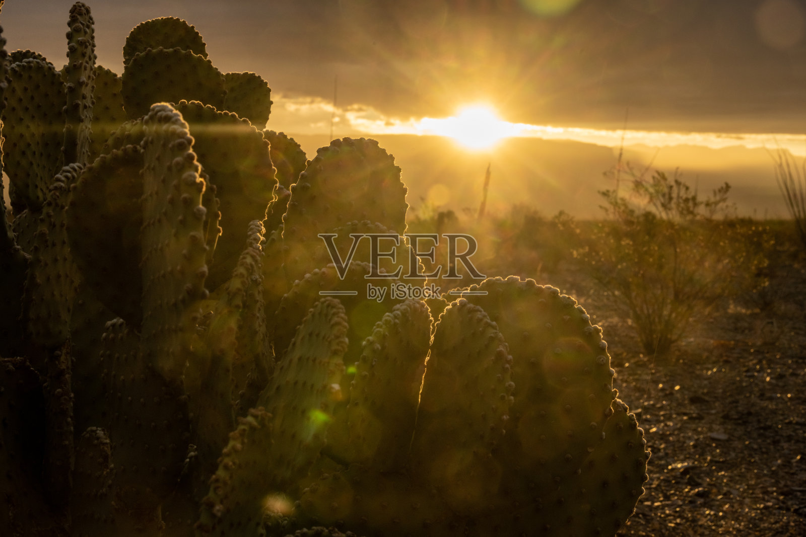 太阳升起时，刺梨仙人掌上的太阳爆发和透镜照片摄影图片