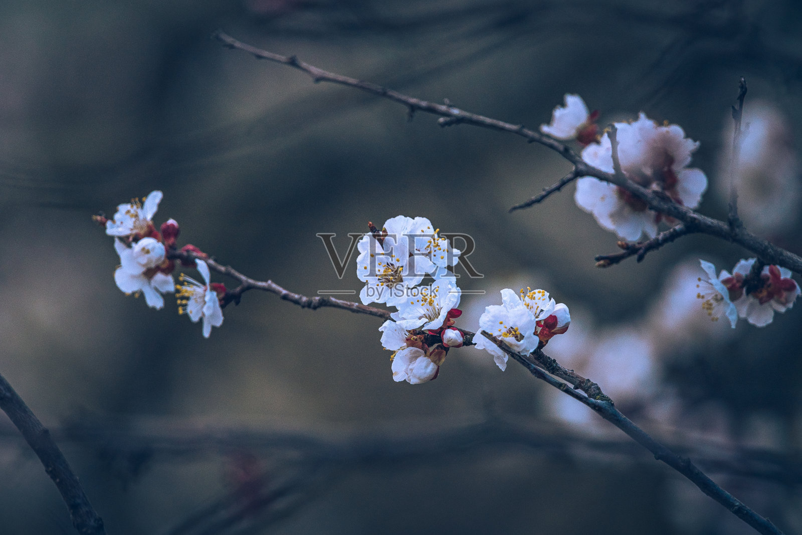 樱桃树开花了照片摄影图片