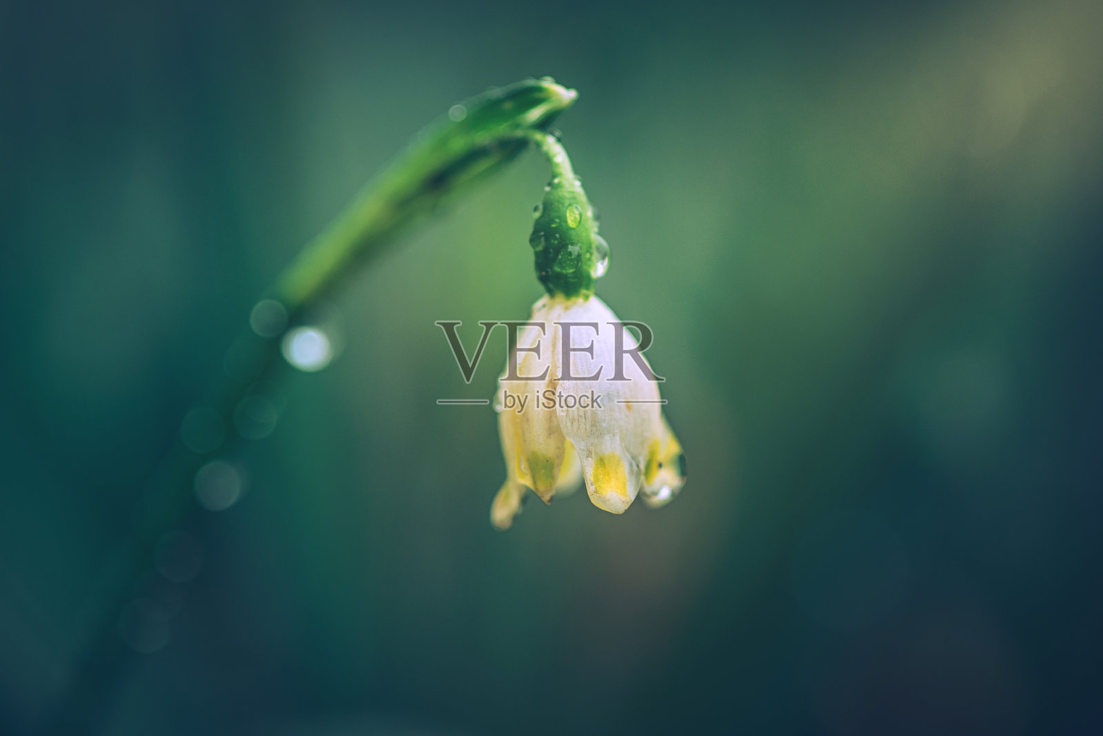 花园的花照片摄影图片