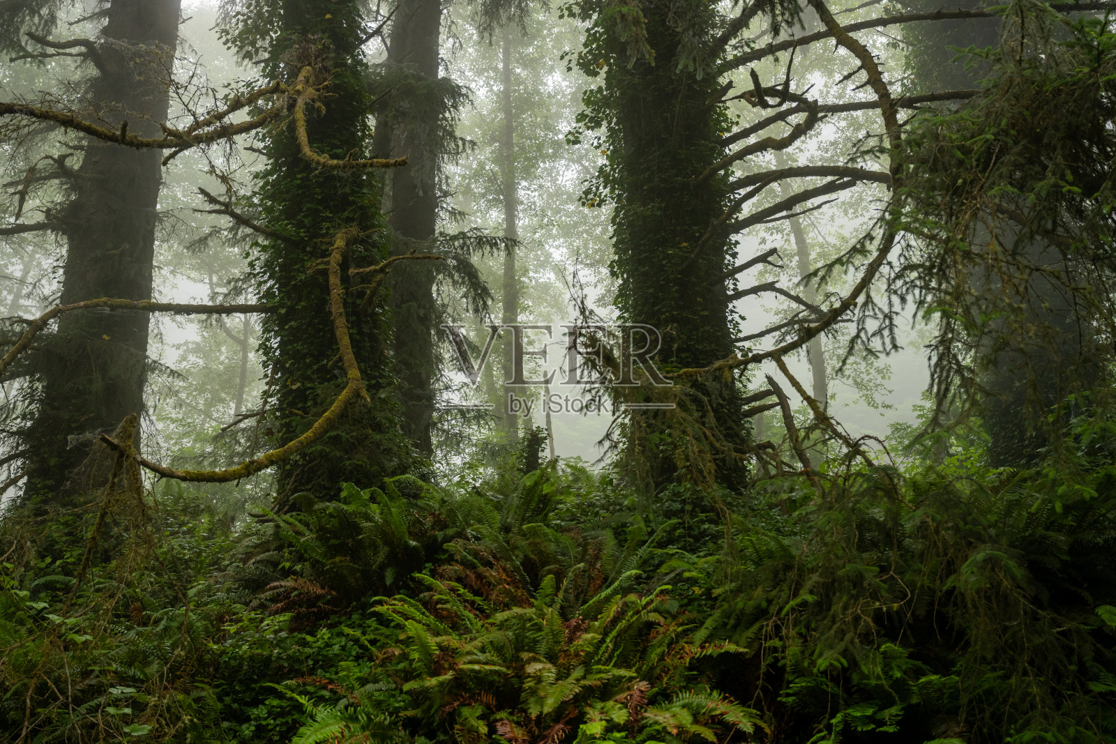 浓雾中，常春藤上缠结的树枝覆盖了红杉照片摄影图片