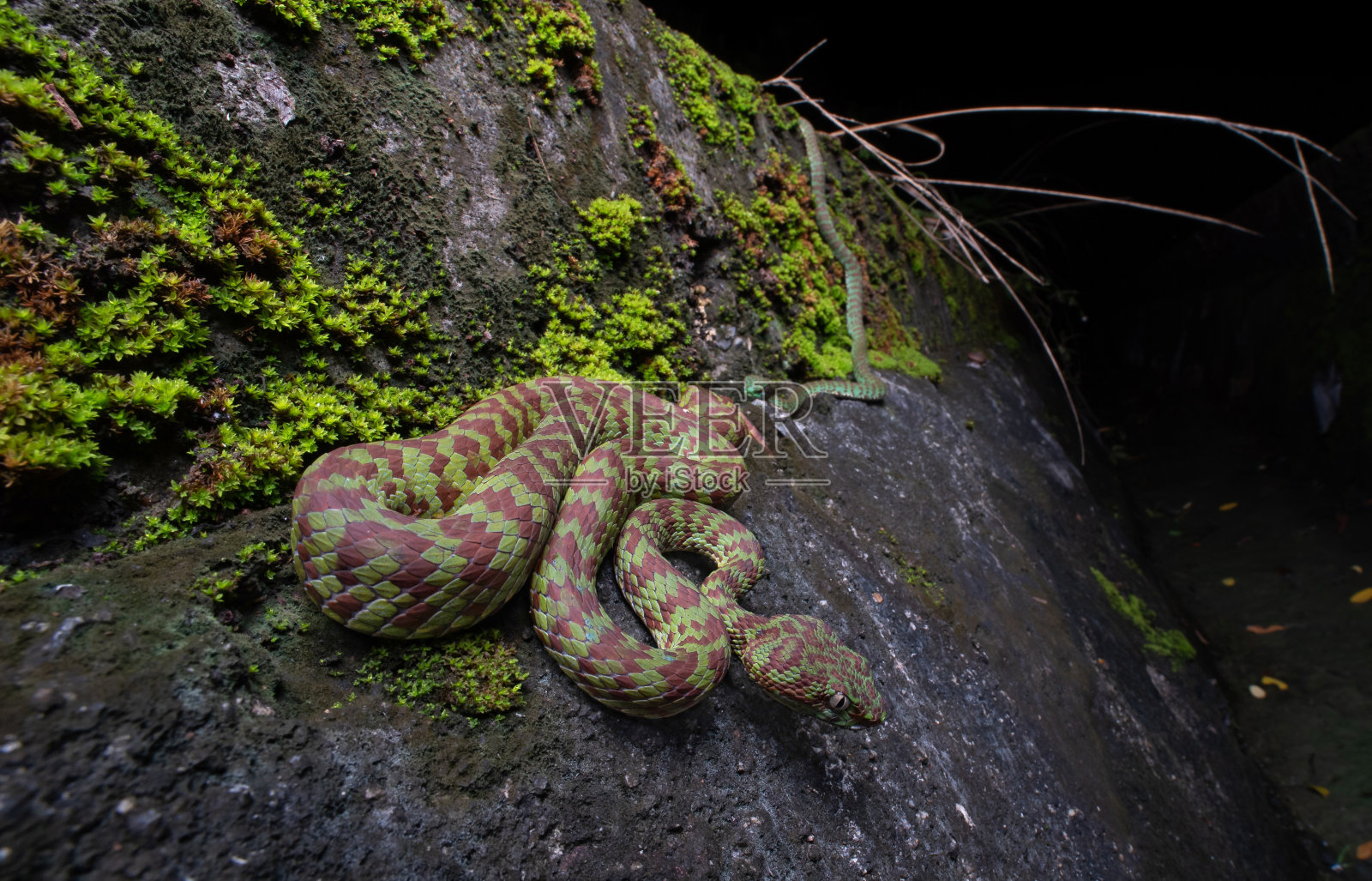 美丽的蝮蛇，毒蛇，孤立的宏照片摄影图片