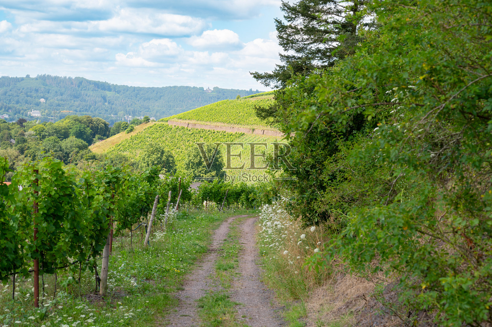 用于酿造雷司令葡萄酒的葡萄生长在葡萄藤上，特里尔的葡萄园，德国的摩泽尔河谷，莱茵兰-帕拉廷的景观和农业照片摄影图片