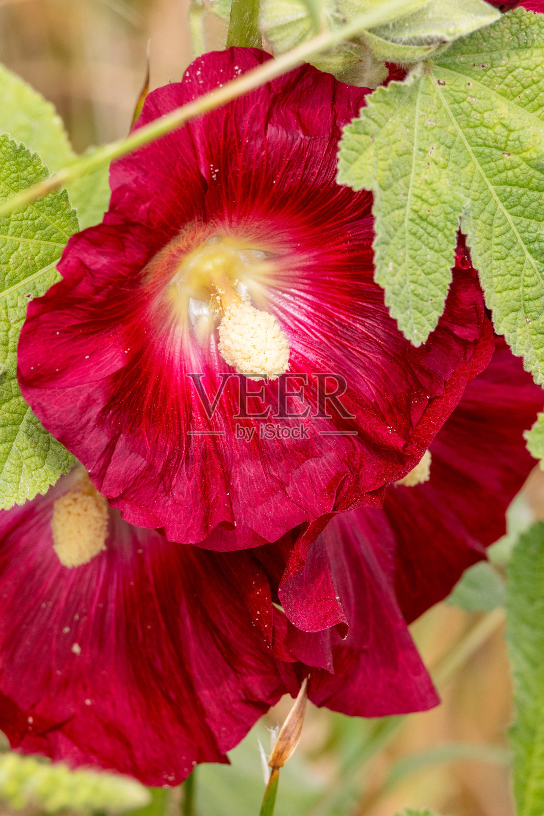 一朵红色的花，中间是黄色的，周围是绿叶照片摄影图片