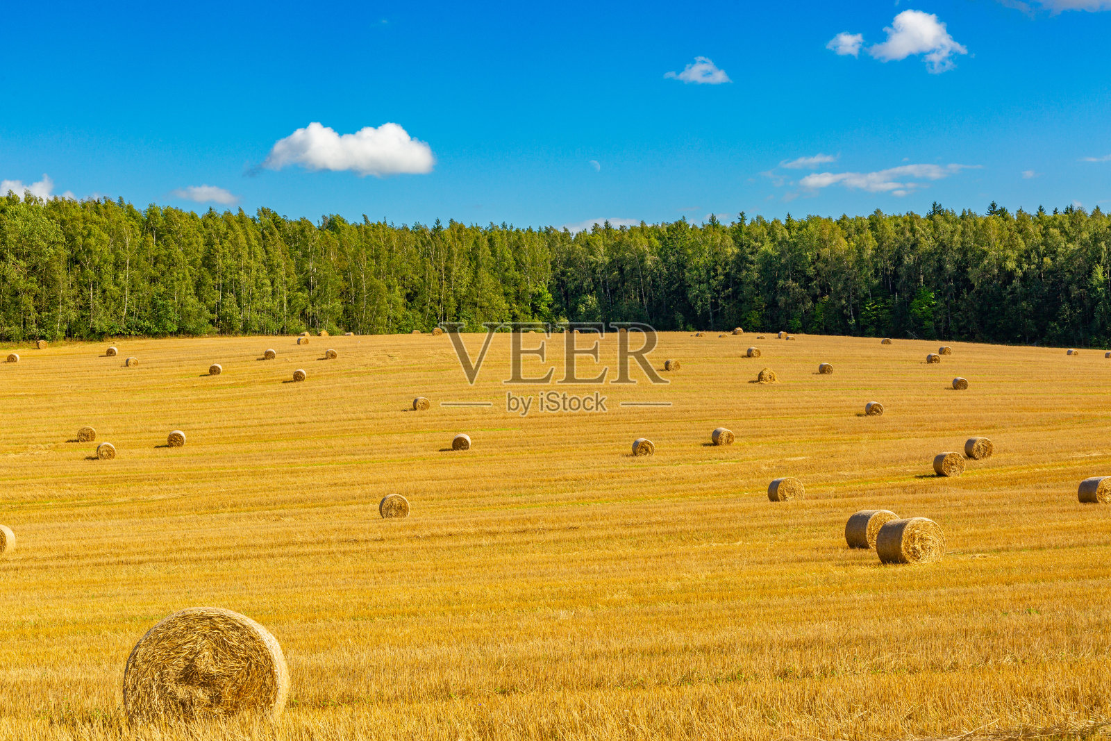 在阳光明媚的夏日，田间收获了一捆捆稻草。照片摄影图片