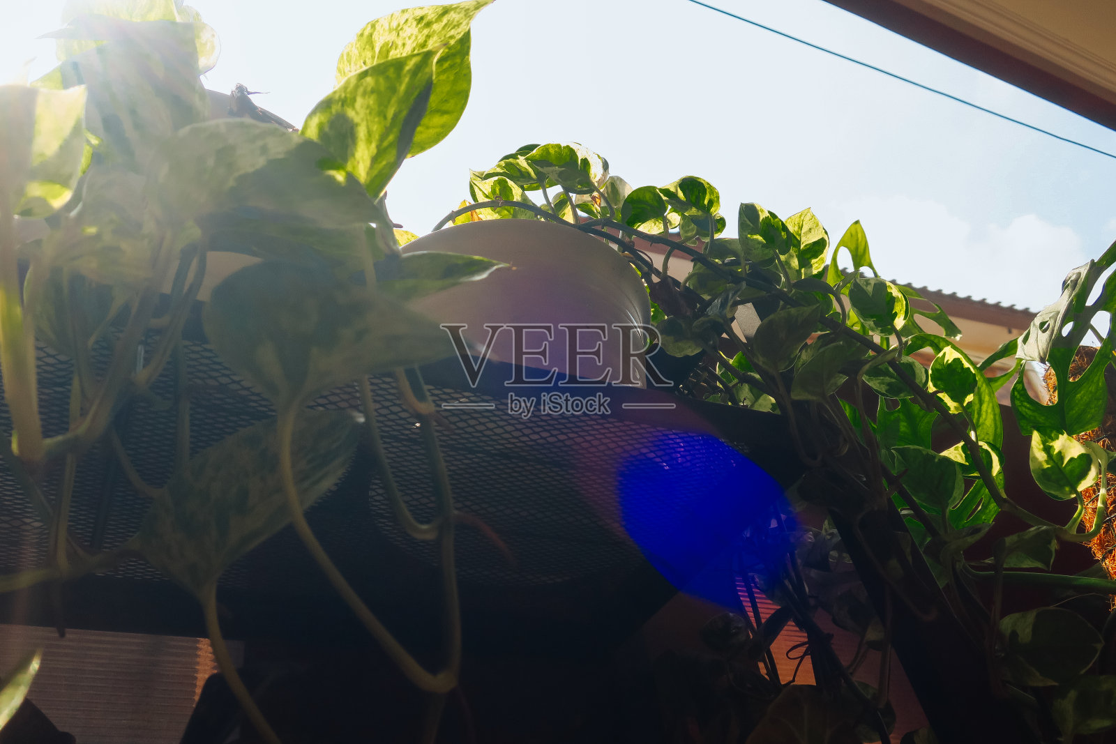 盆栽的低角度藤蔓，有阳光照片摄影图片