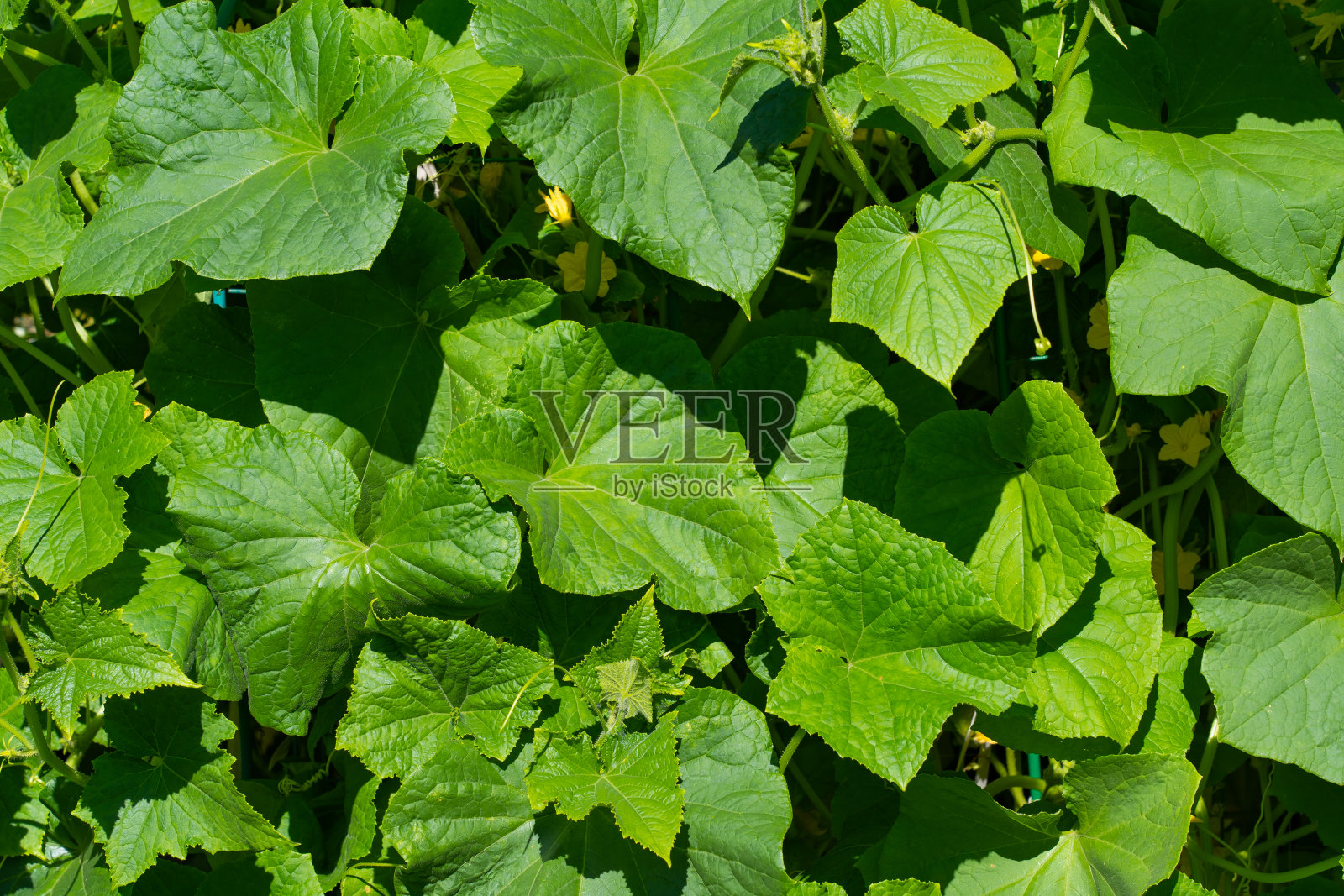 床上种着黄瓜，枝叶茂盛照片摄影图片