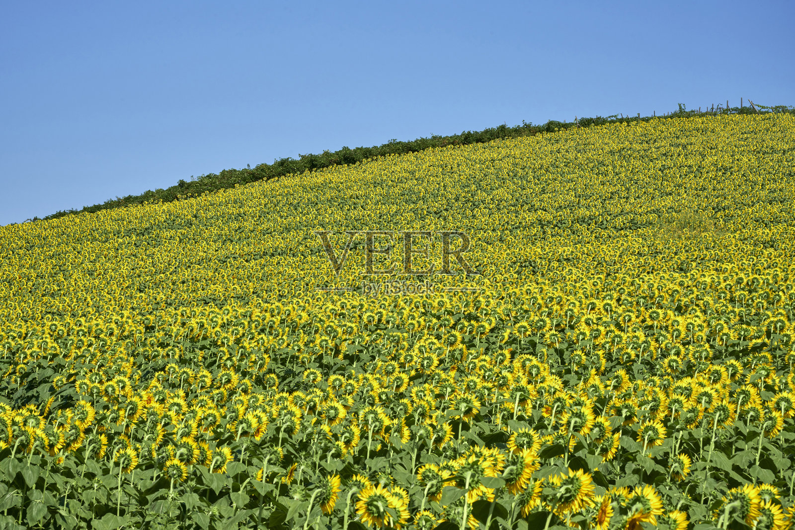 向日葵照片摄影图片