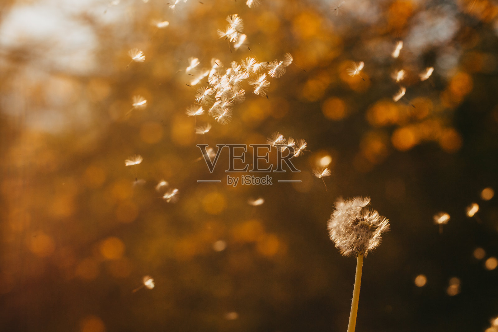 夜间的花树特写照片摄影图片