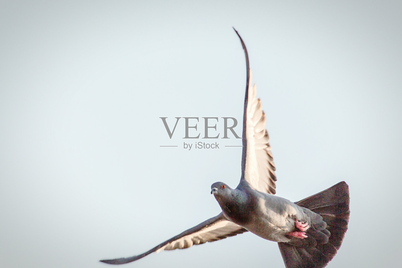 鸽子在晴朗的天空中飞行的低角度视图照片摄影图片