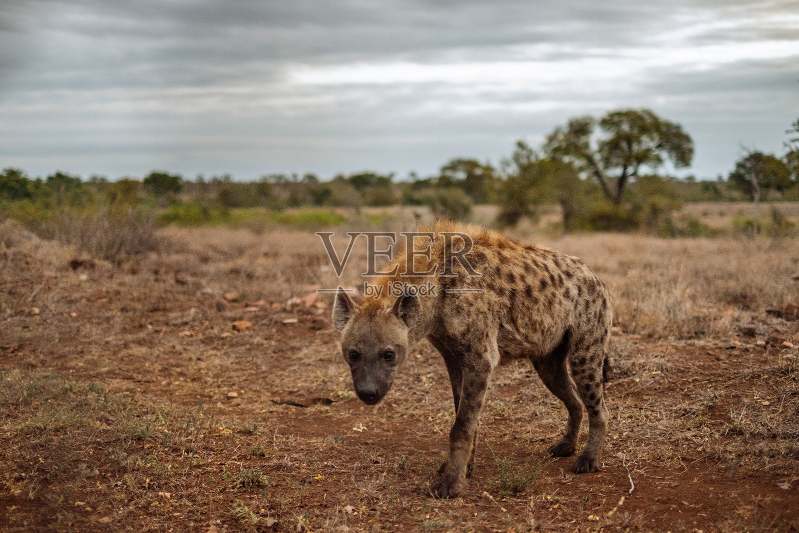 鬣狗站在多云天空的陆地上照片摄影图片