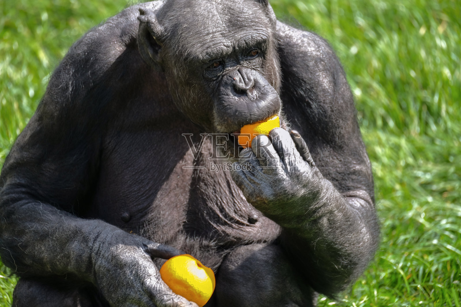 在草地上吃橘子的大猩猩照片摄影图片