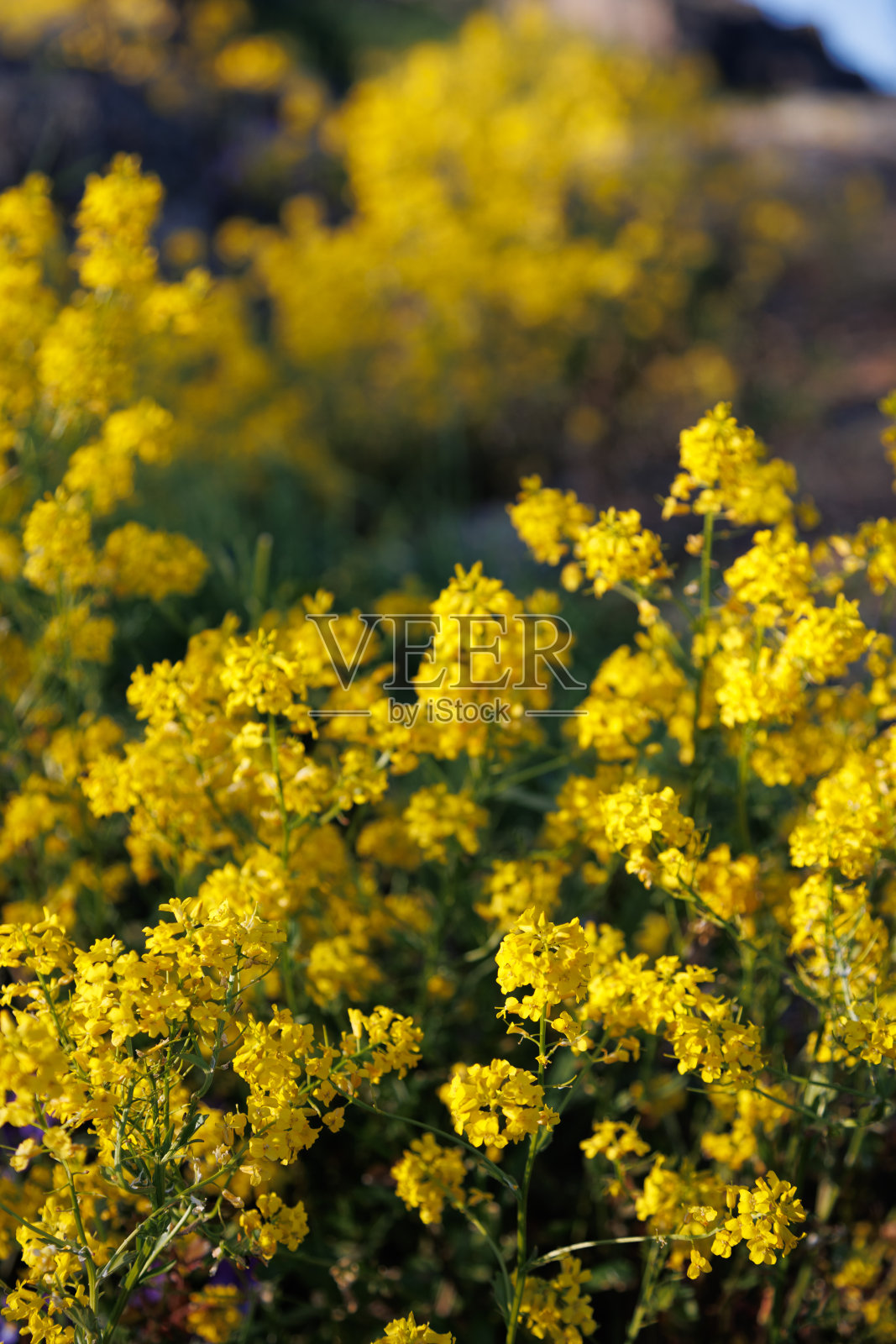 黄花在晚霞中照片摄影图片