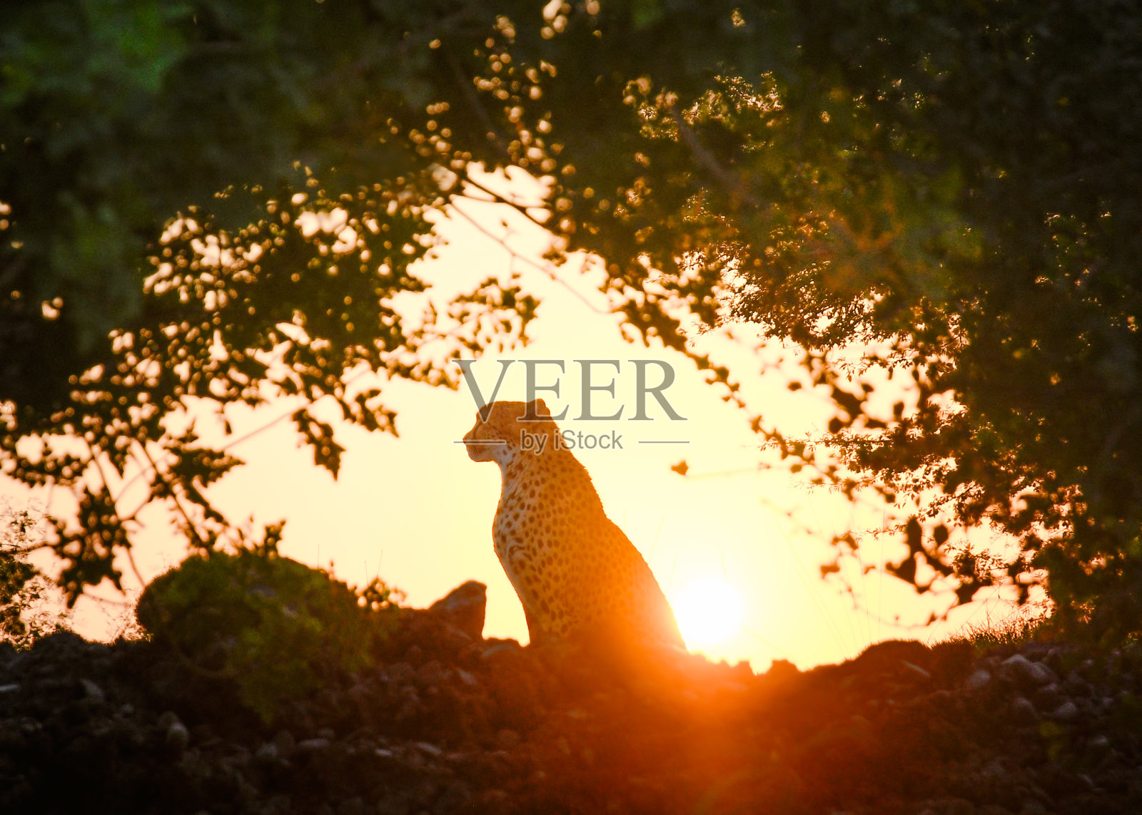 猎豹与日落照片摄影图片