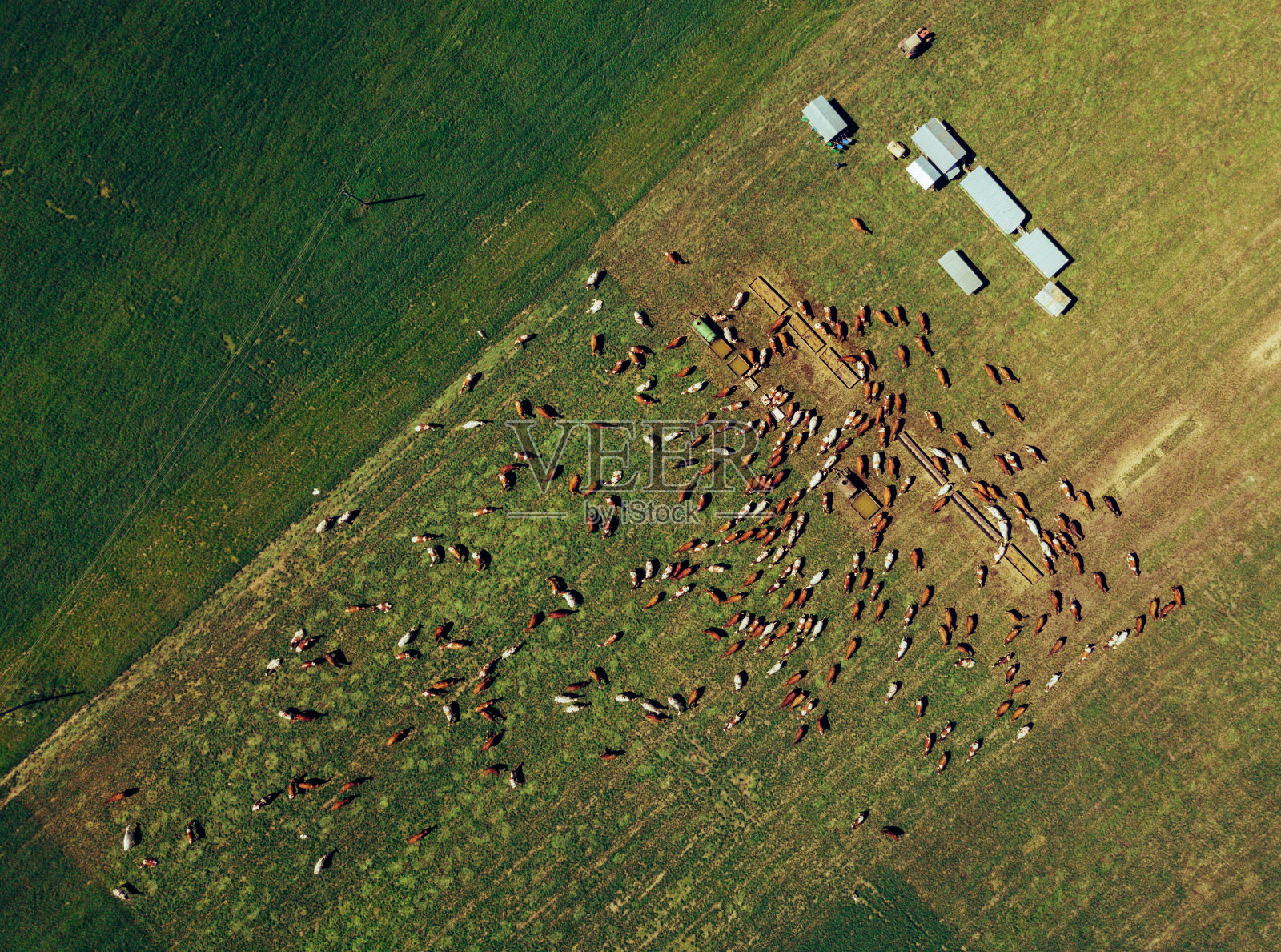 奶牛站在牧场鸟瞰图照片摄影图片