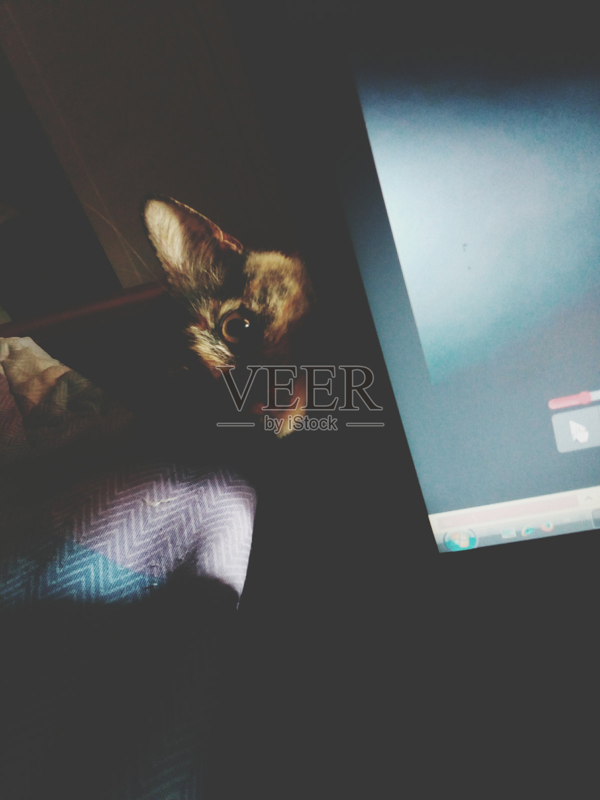 猫躲在家里电脑显示器后面的画像照片摄影图片