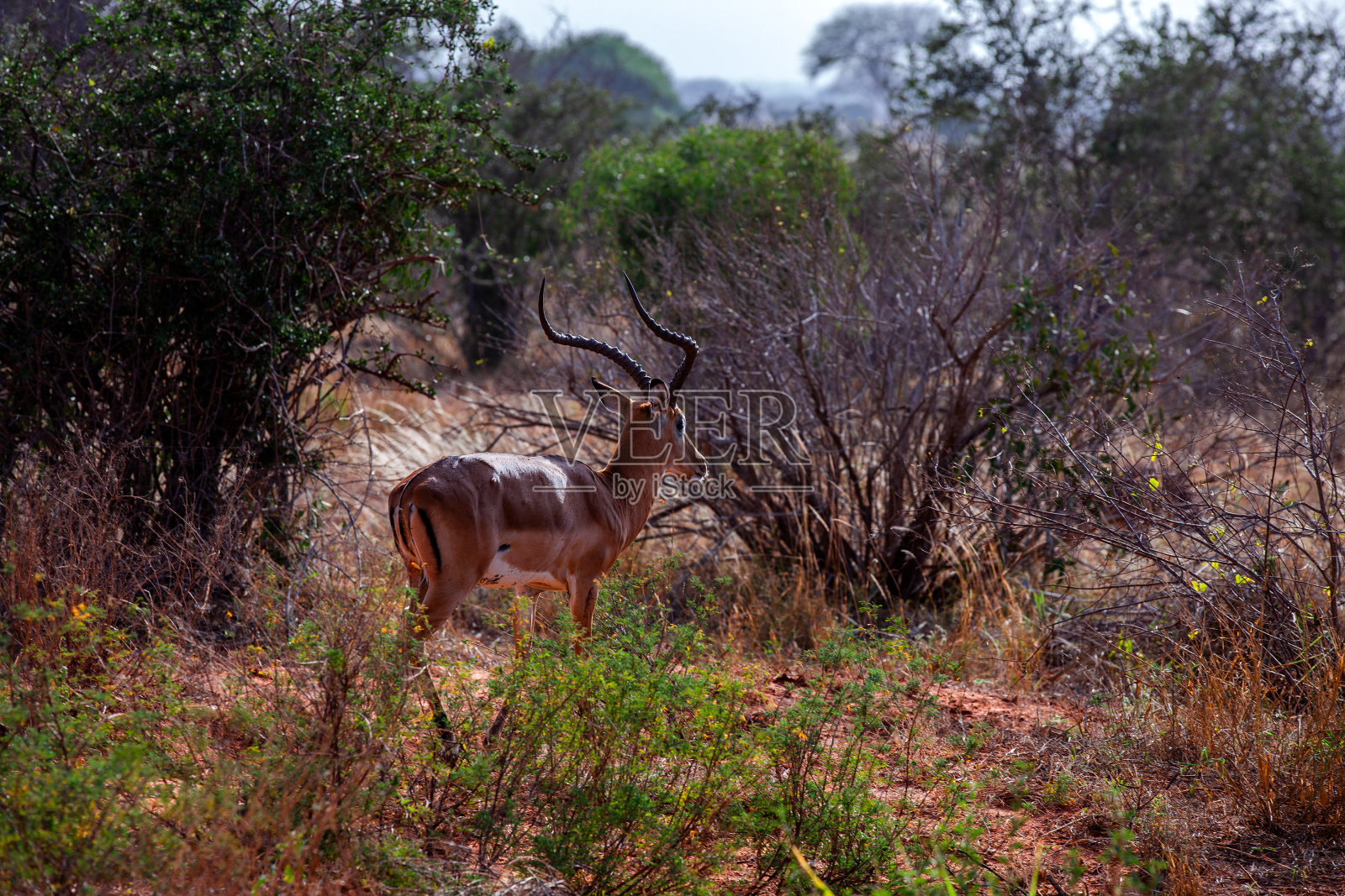 东察沃省荒野中的雄性黑斑羚照片摄影图片