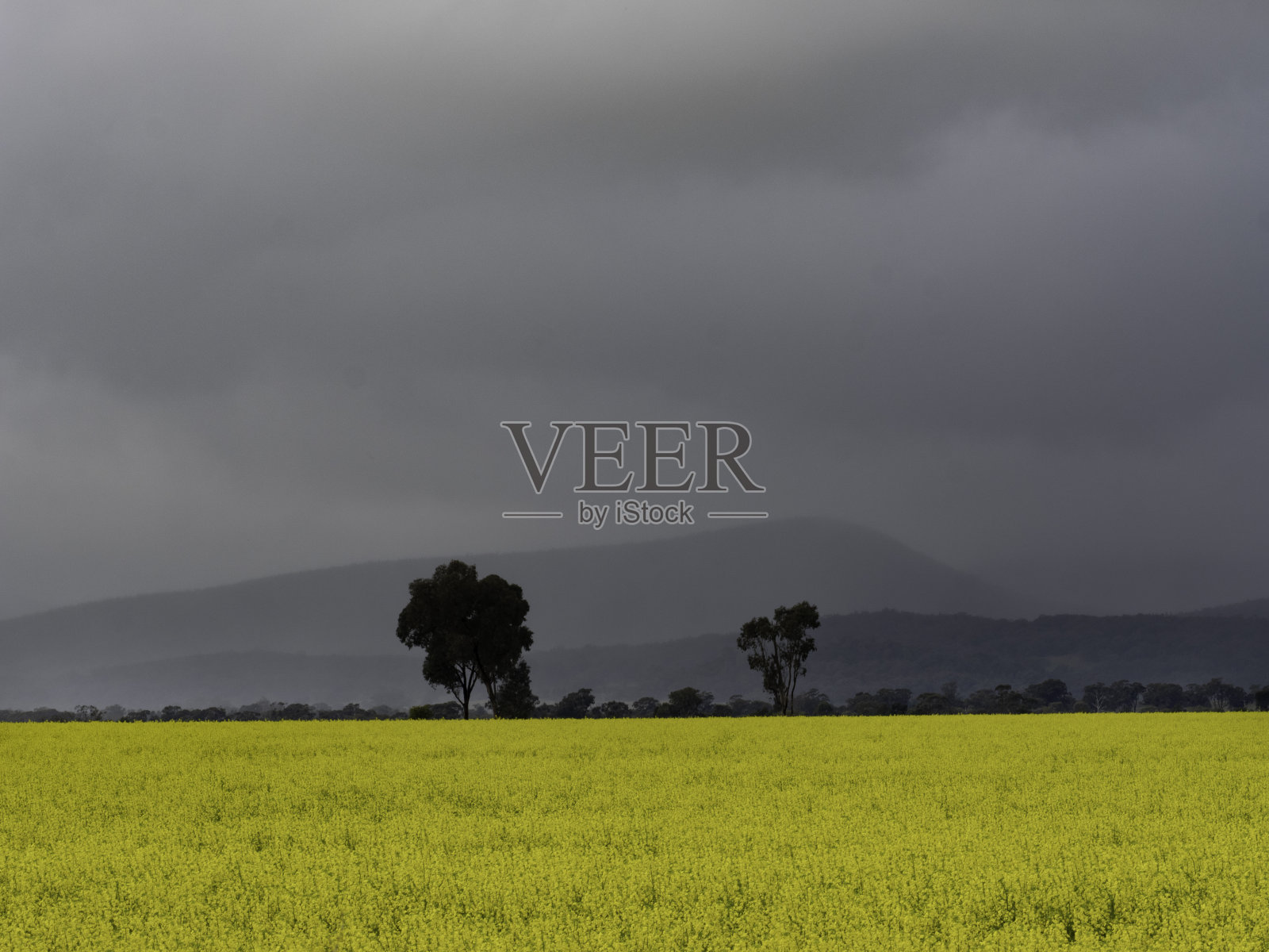 暴风雨天气下的油菜地和山区照片摄影图片