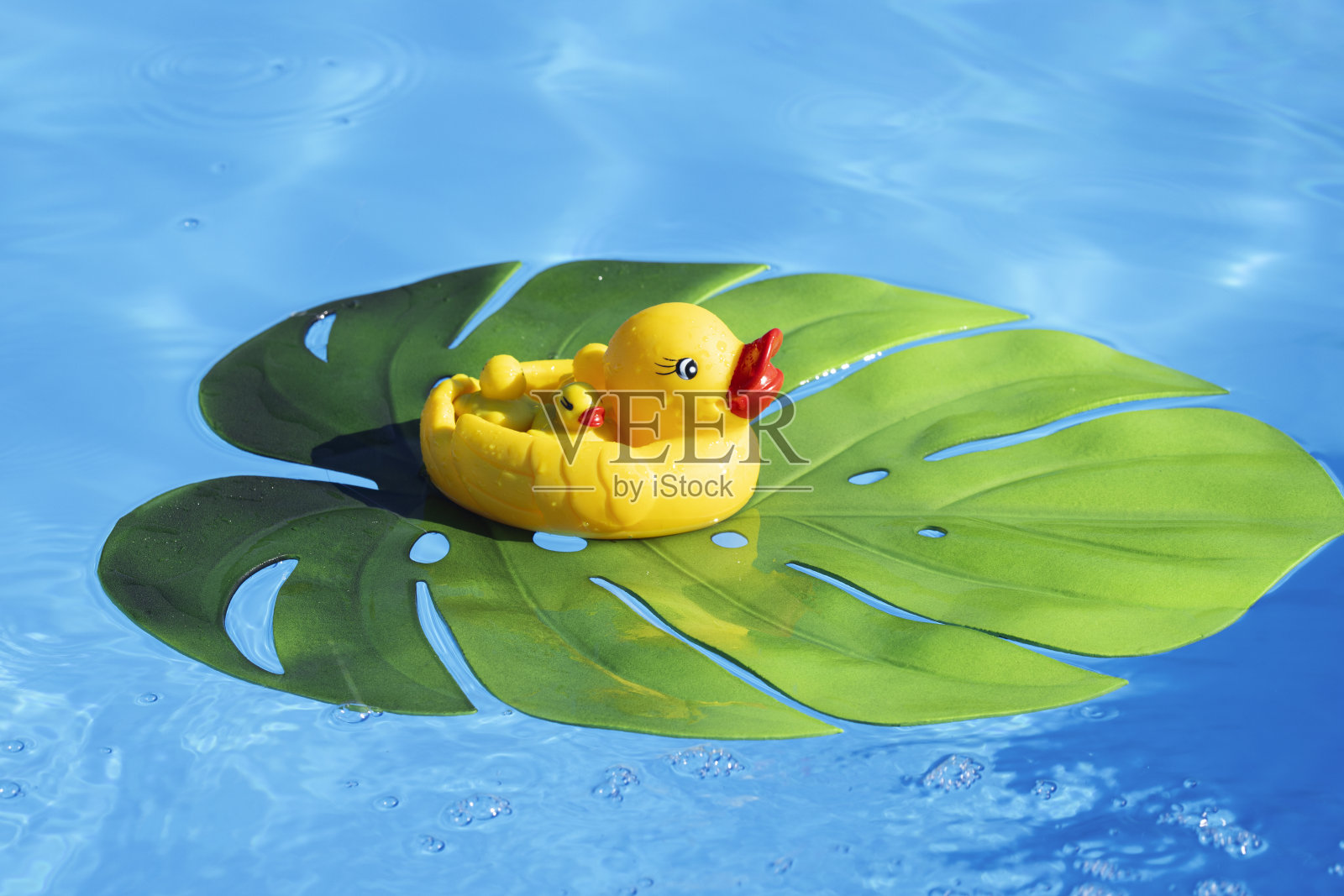 鸭子照片摄影图片