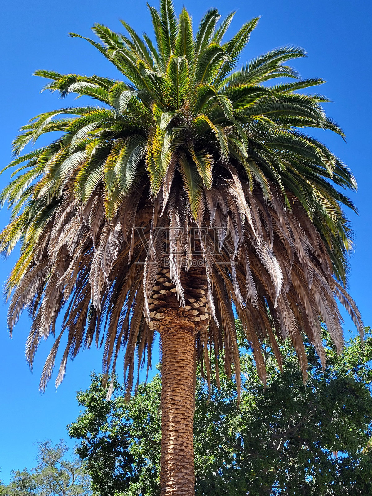 棕榈树照片摄影图片