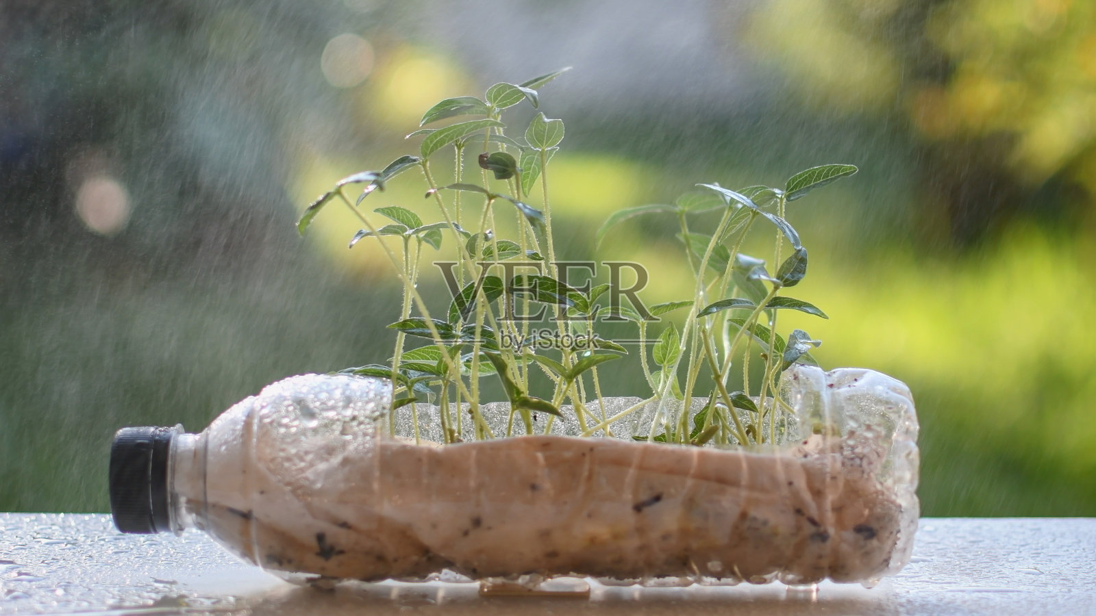桌子上放着一个装着植物的瓶子。这些植物又小又绿，瓶子里有一部分是泥土。成长、生命、循环的理念照片摄影图片