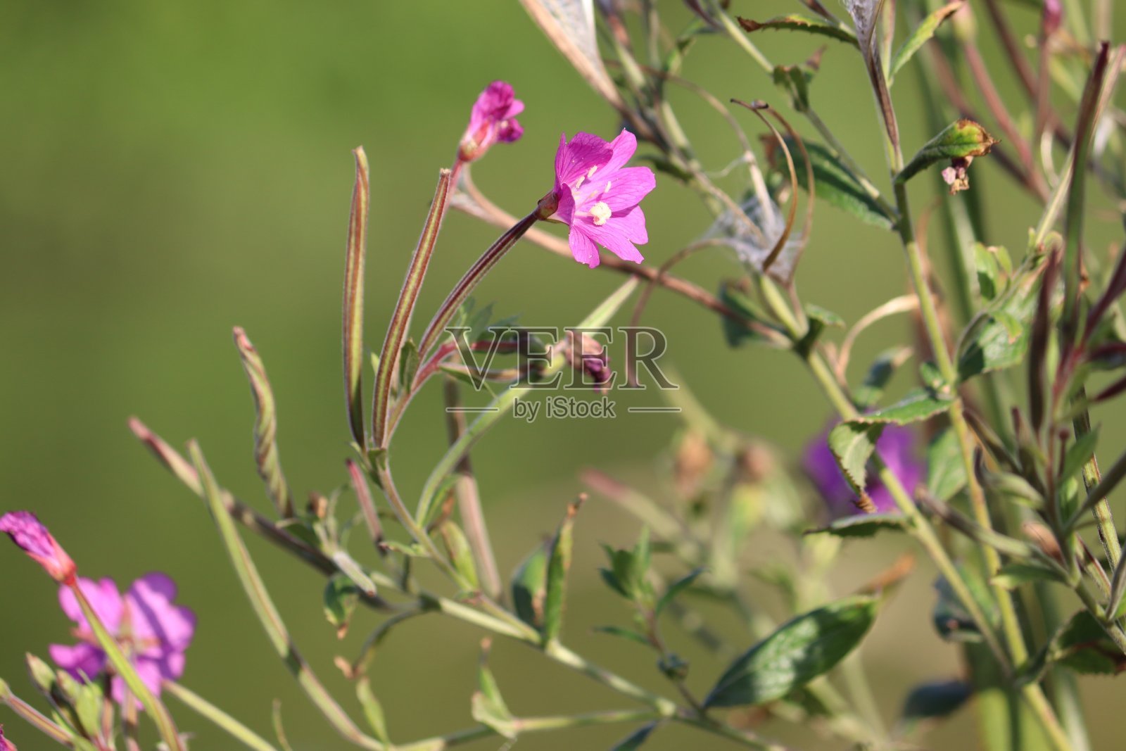 野生开花的大毛柳叶植物照片摄影图片