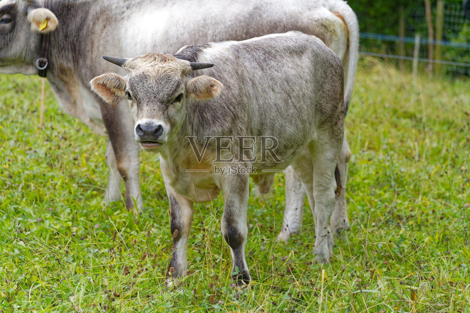 夏日里，瑞士z<s:1>里奇市的乡村风景，草地和一群灰色的牛。照片摄影图片
