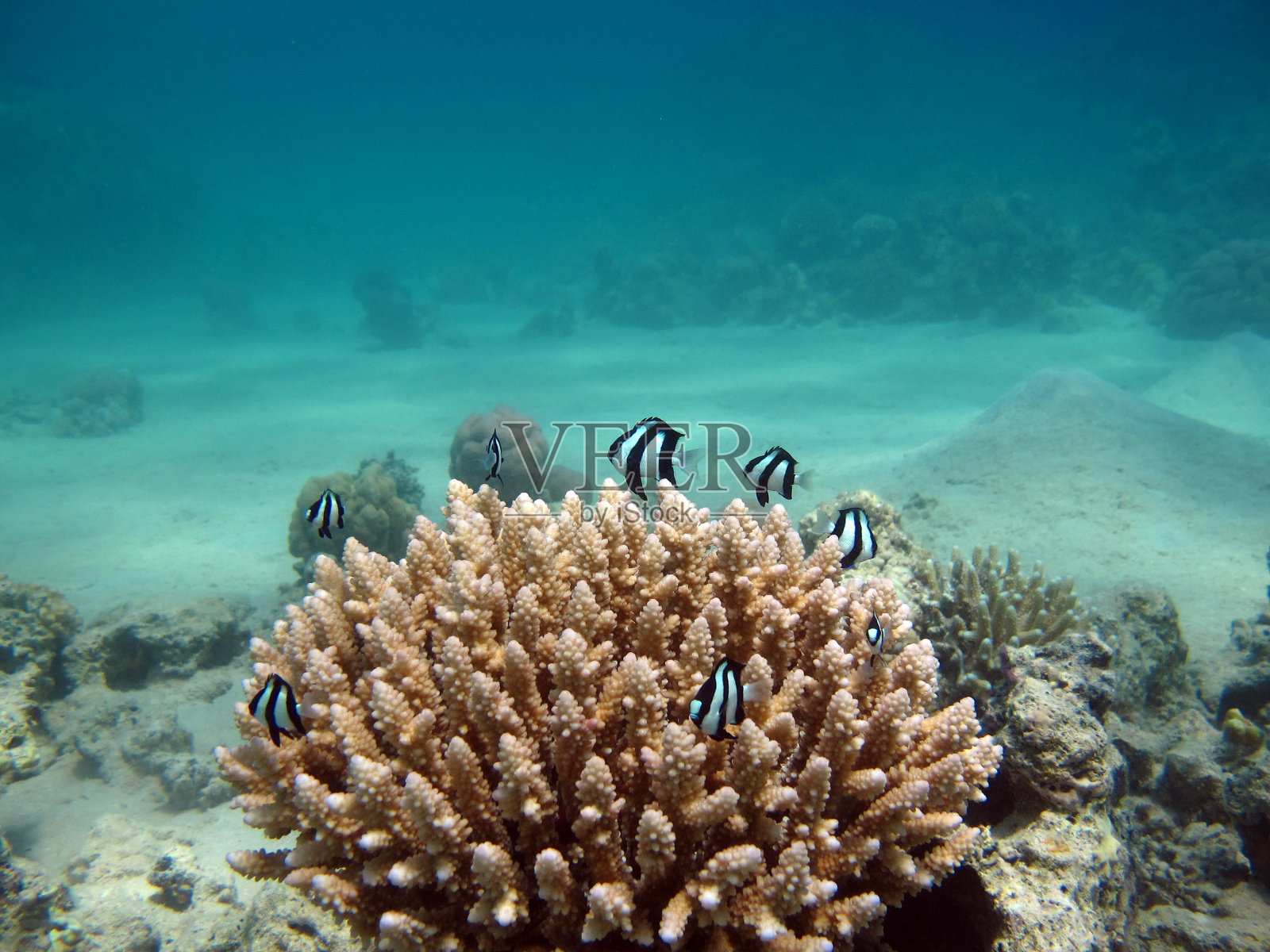 红海礁石上美丽的鱼。照片摄影图片