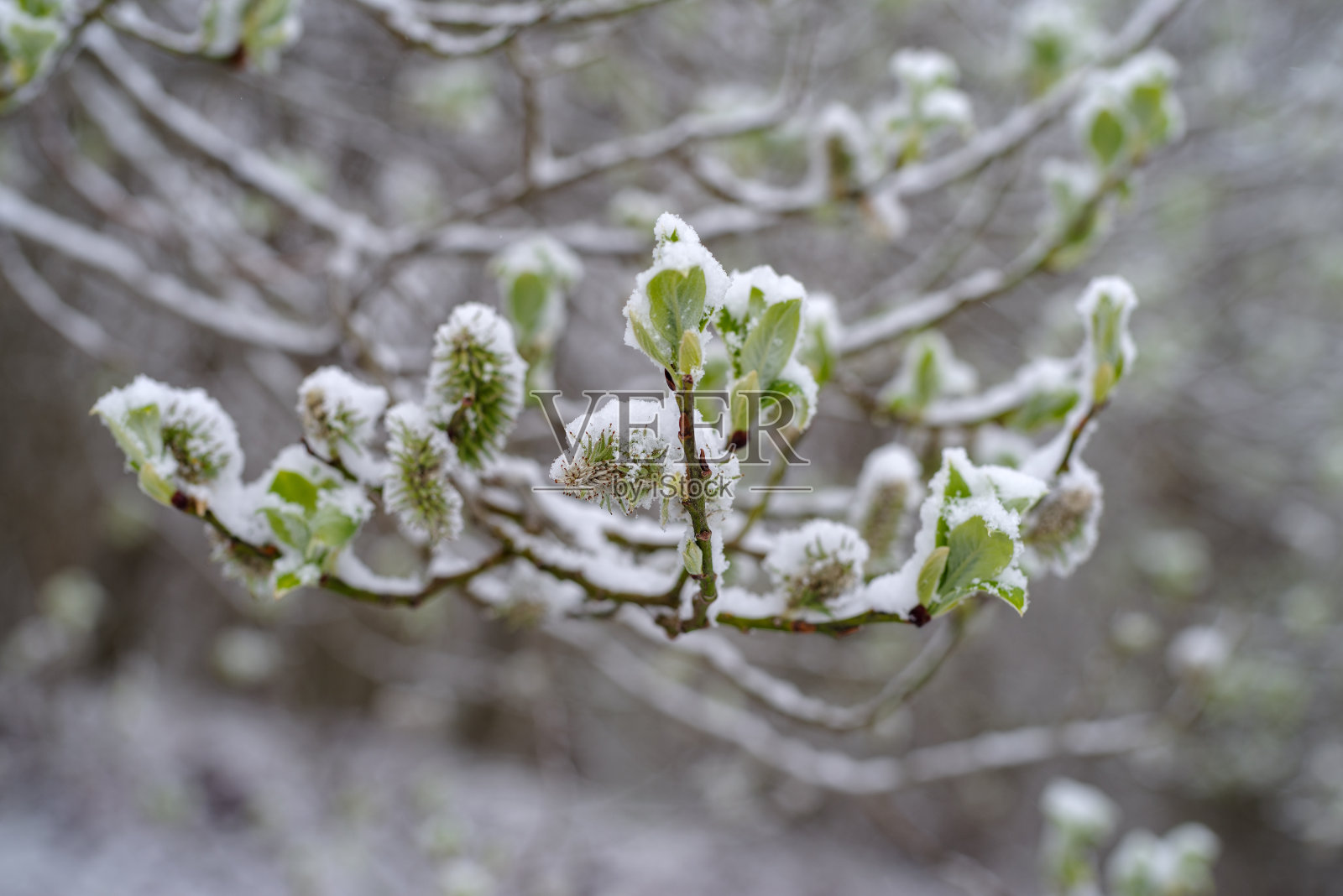 春天，森林里的绿叶被雪覆盖着照片摄影图片