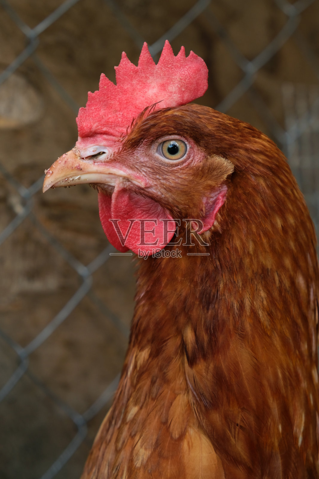 红母鸡在鸡笼里看镜头特写的肖像。照片摄影图片