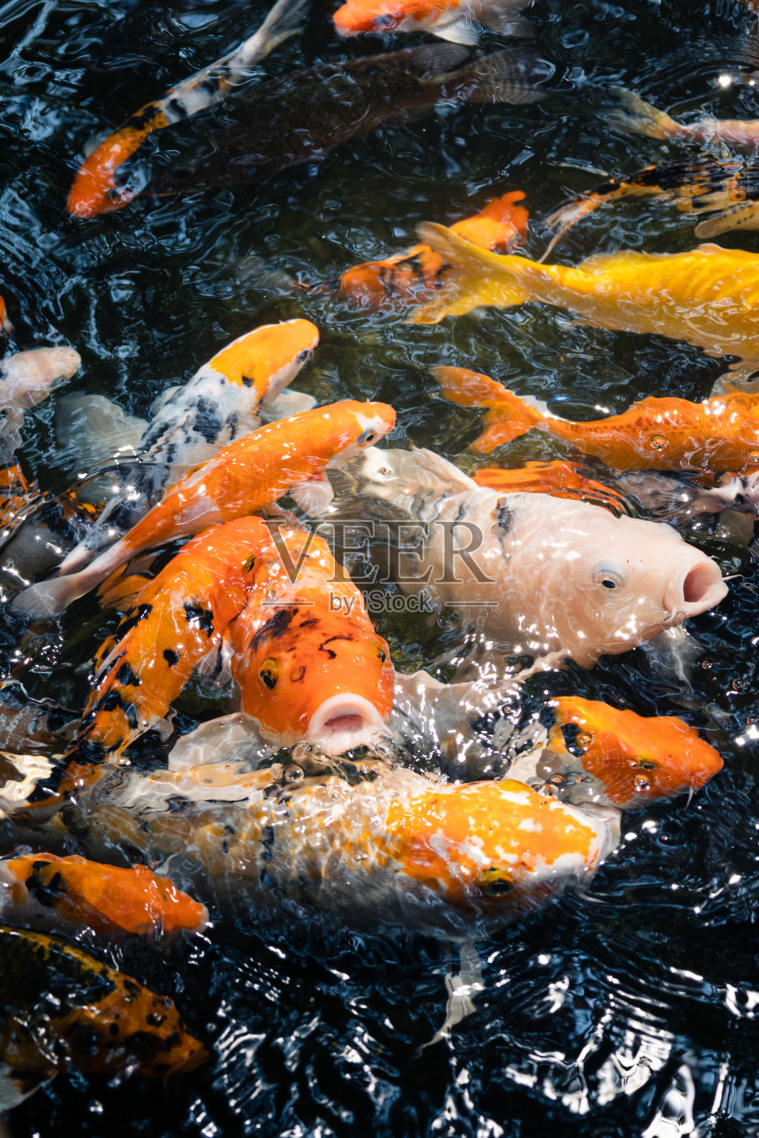 池塘水里有许多桔黄色的鲤鱼照片摄影图片