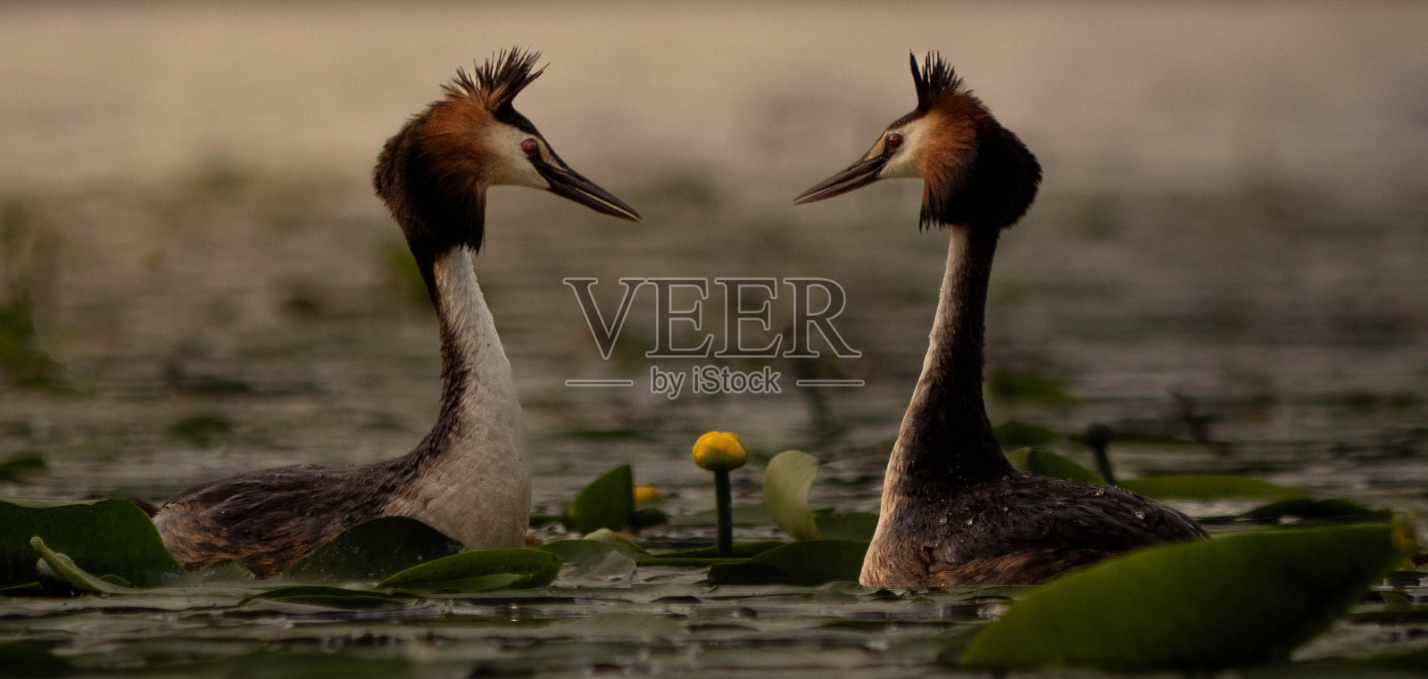 两只小䴙䴘正对视着对方照片摄影图片