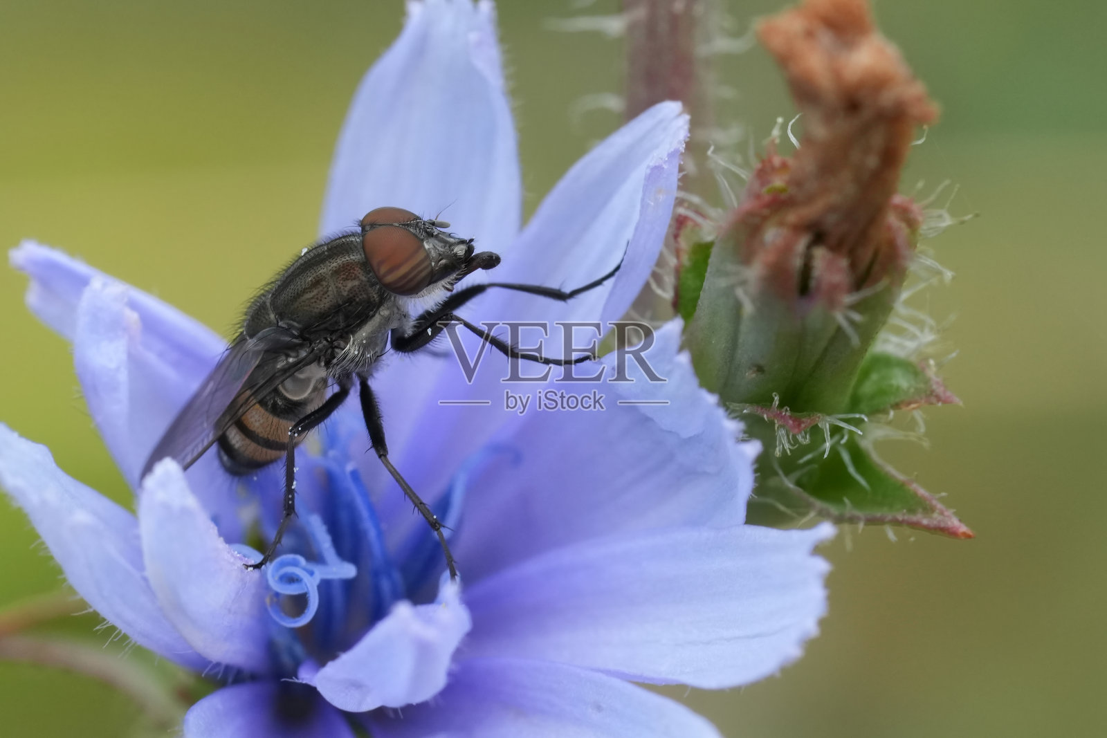 一只欧洲飞蝗的特写，在蓝色的野生菊苣野花，菊苣照片摄影图片