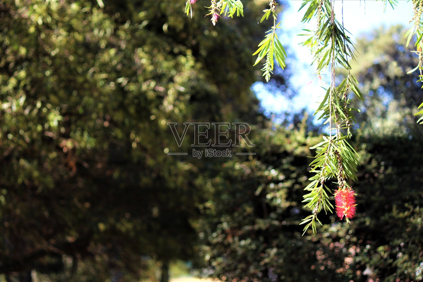 孤独的花朵照片摄影图片
