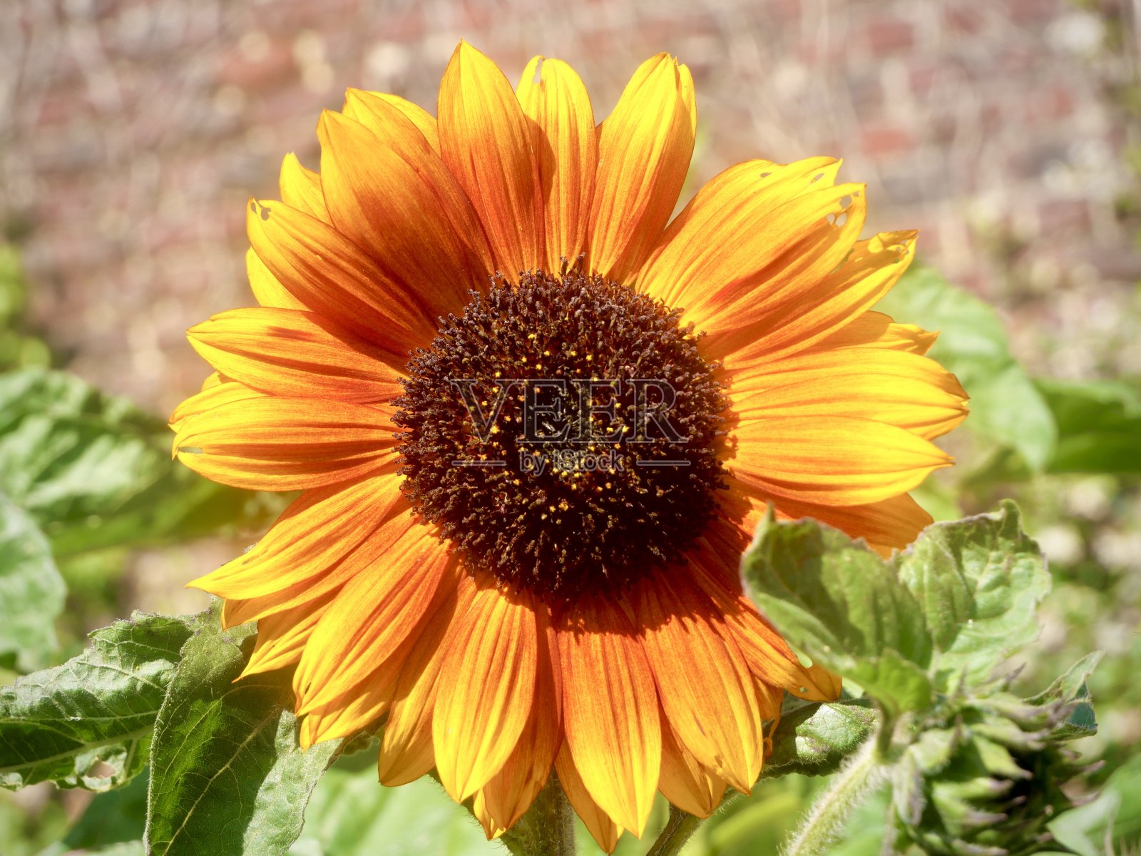 向日葵照片摄影图片