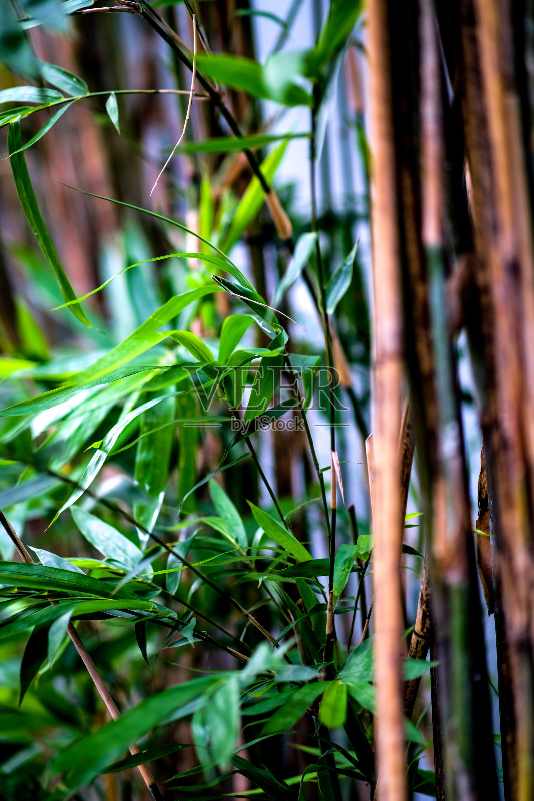 长着绿叶的小竹子。照片摄影图片