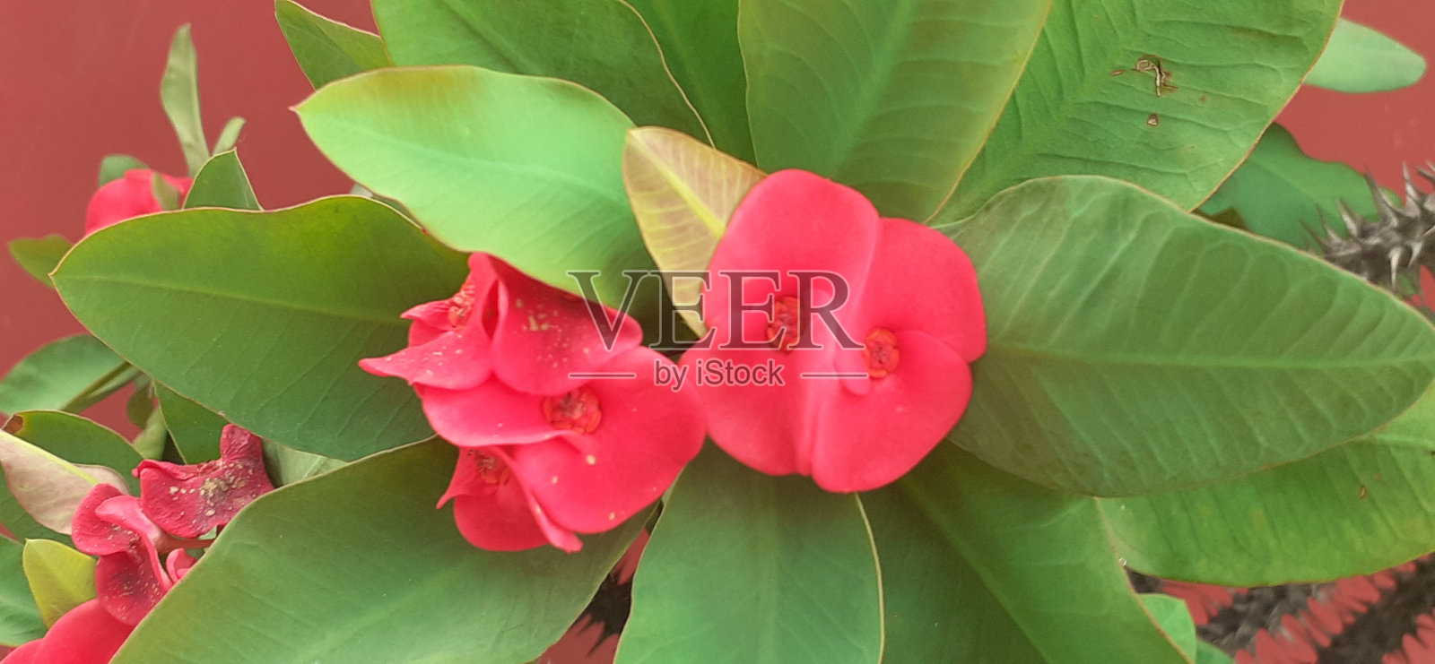 红色大戟在绿叶背景上绽放照片摄影图片