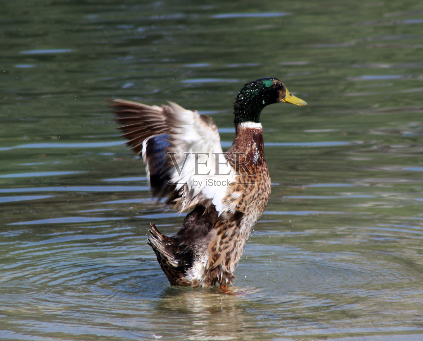 位于基尔塞希尔中心的希拉尼卢费里湖的自然生活照片摄影图片
