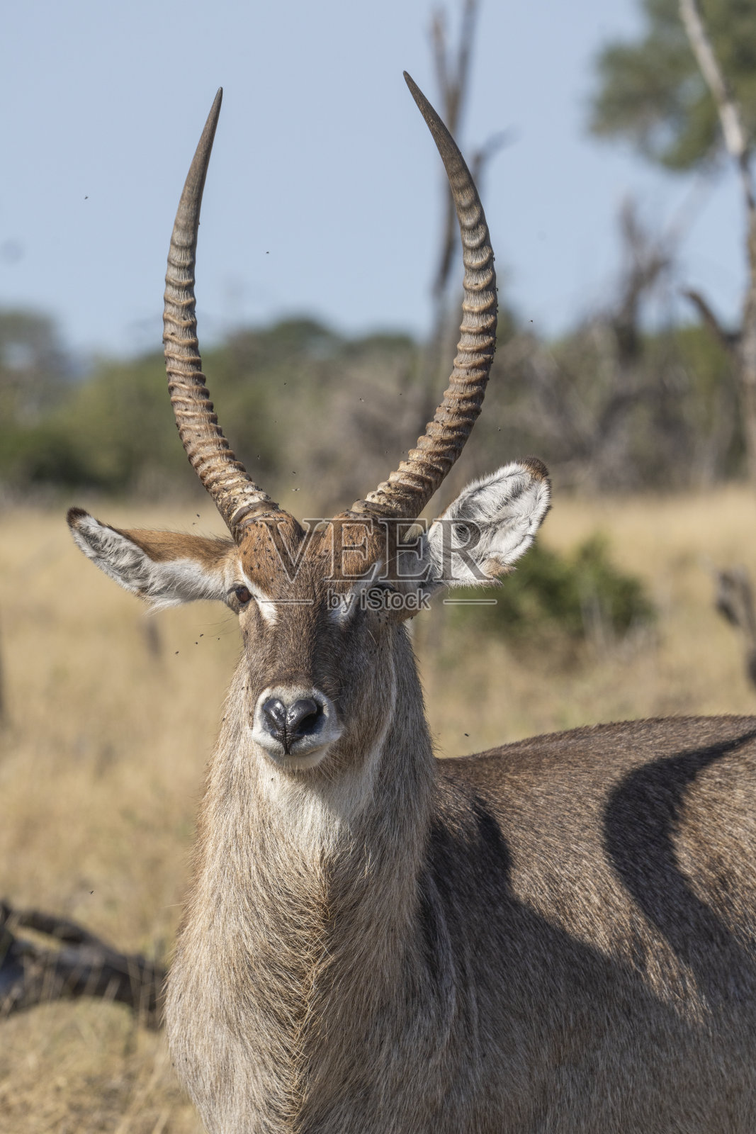 雄性水羚的美丽特写。照片摄影图片