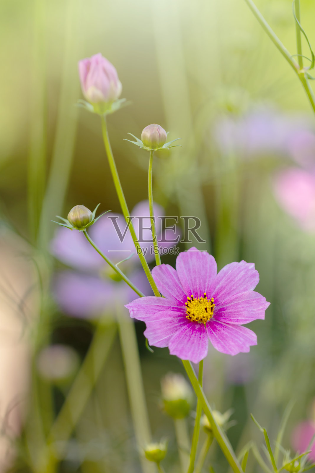 花园里的粉色宇宙花照片摄影图片