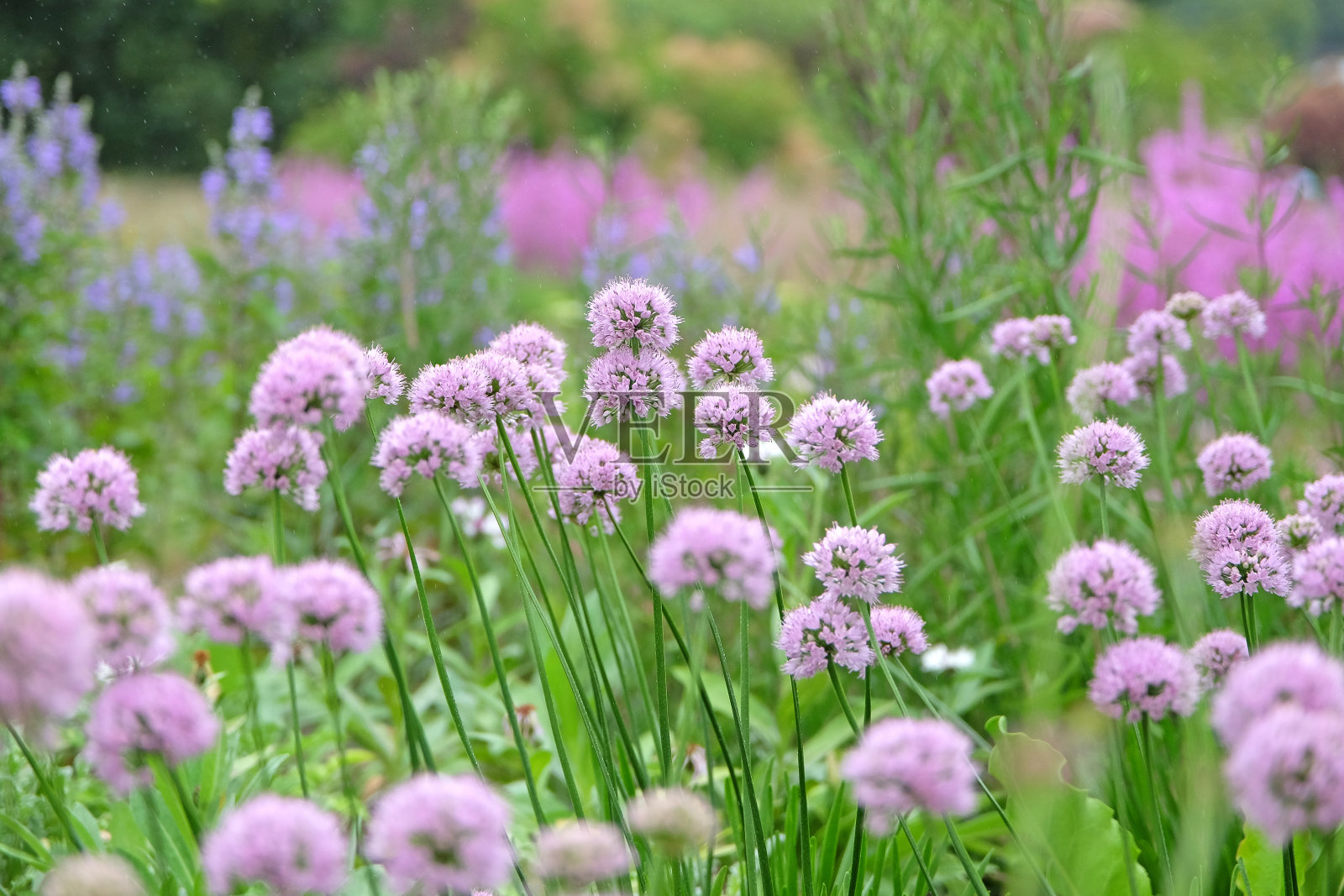 淡粉色的葡萄牙葱属植物lusitanicum。照片摄影图片
