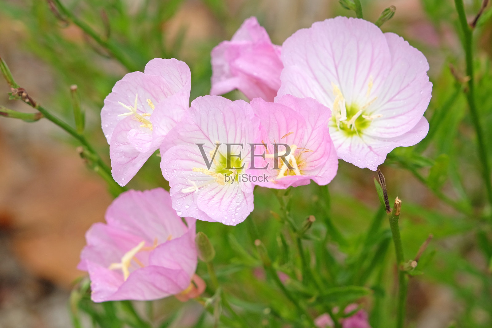 粉红色野樱草，白色月见草，正开。照片摄影图片