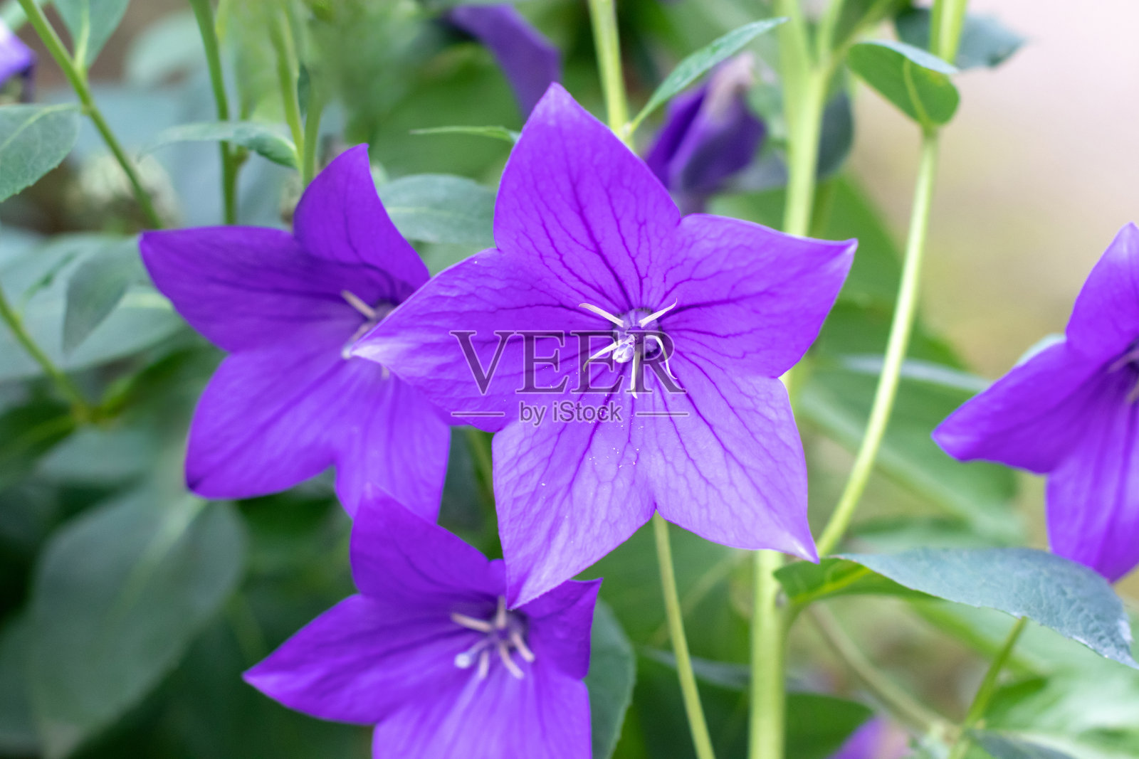 桔梗或球囊花，桔梗或桔梗紫色钟状花照片摄影图片