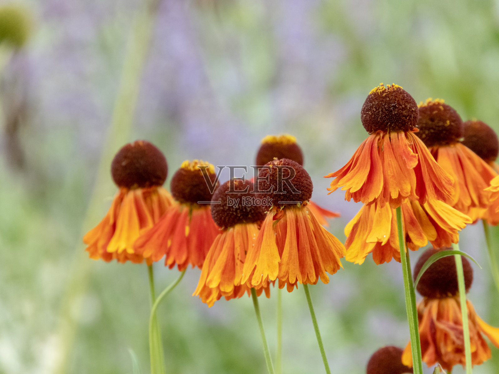 桔黄色的秋葵杂交种花特写照片摄影图片