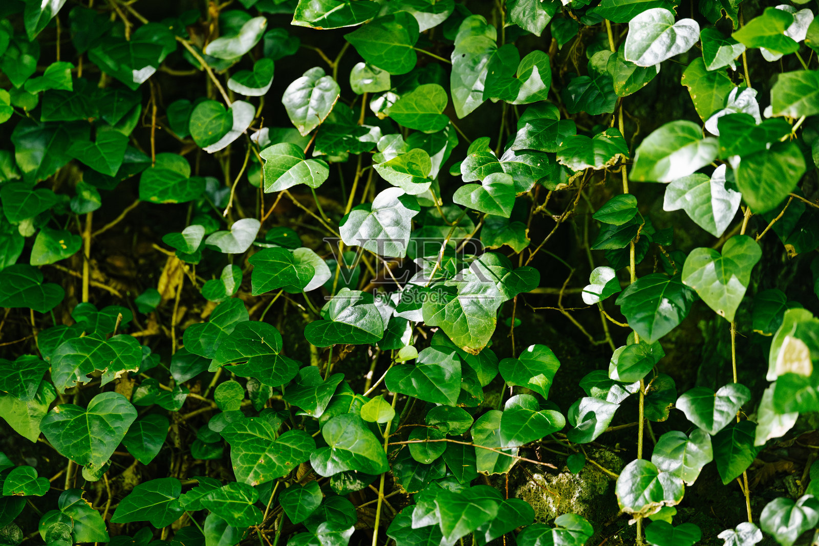 墙上有绿叶。照片摄影图片