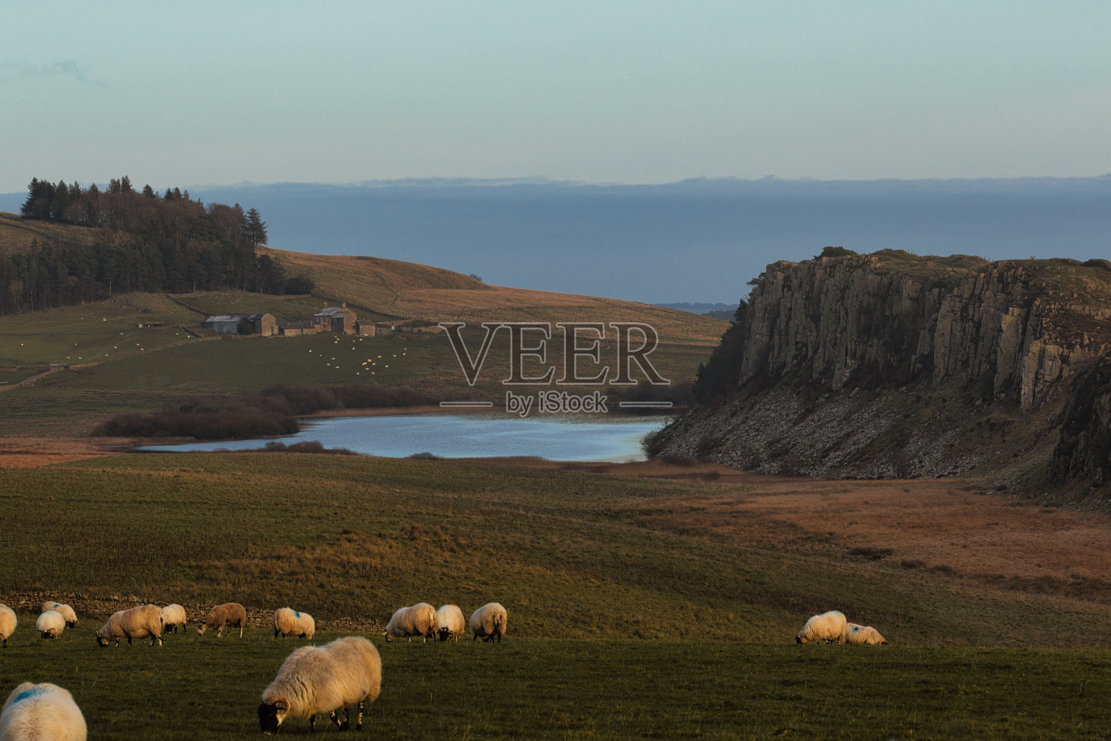 在英国诺森伯兰郡的Sycamore Gap，牧羊在绿色的田野上吃草，远处是宁静的湖泊，黄昏时分，晴朗的天空下是悬崖。照片摄影图片