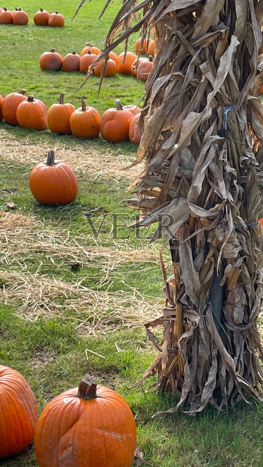 南瓜补丁照片摄影图片