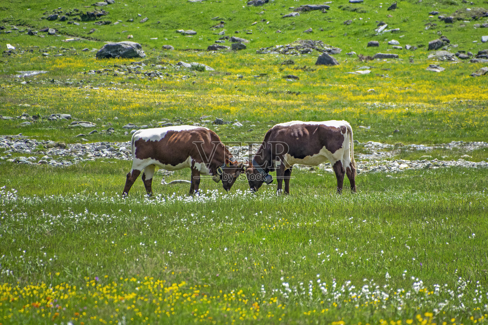 南蒂罗尔，两头奶牛在鲜花盛开的草地上照片摄影图片