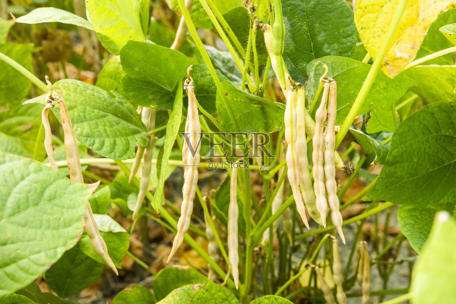 小豆作物生长在农田里。照片摄影图片