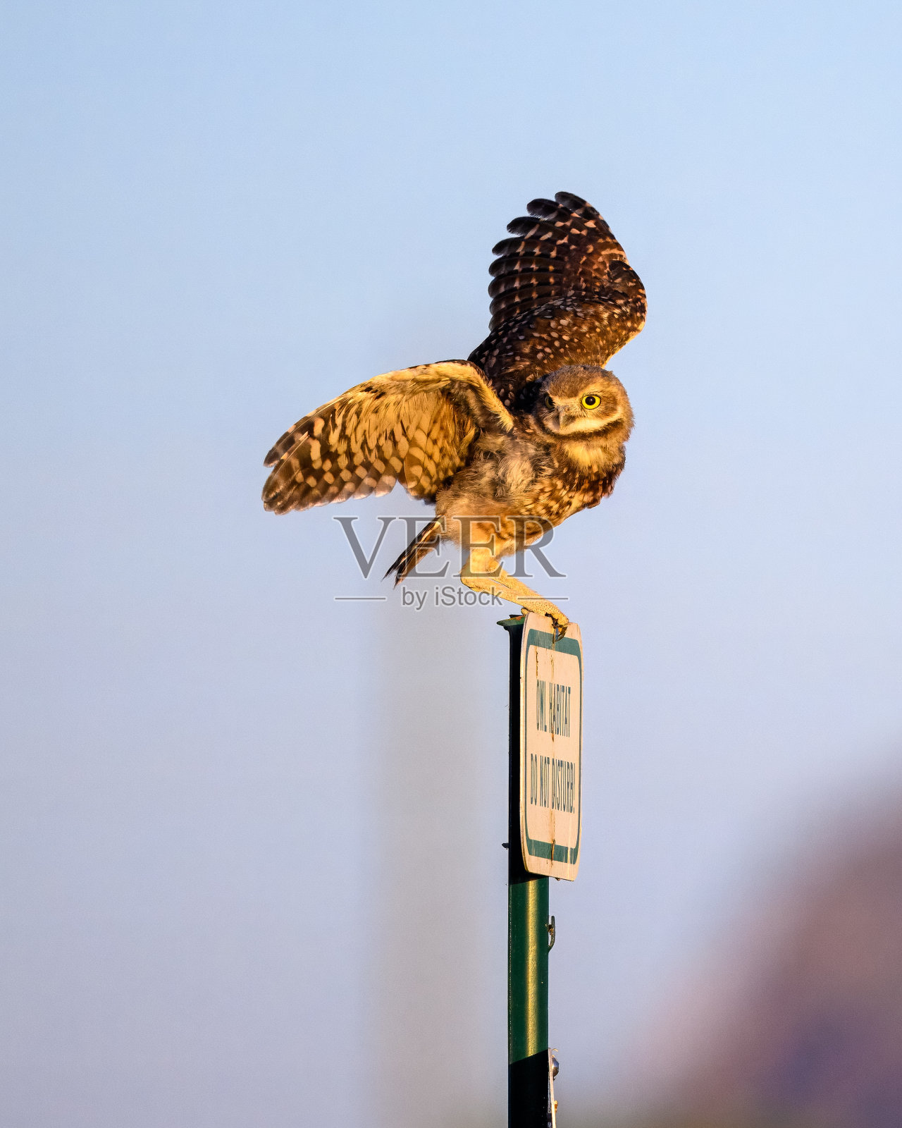 穴居猫头鹰照片摄影图片